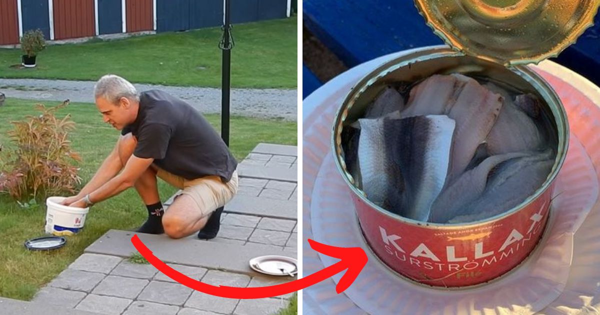 Jak jeść surströmming? Kultowe szwedzkie śledzie kiszone